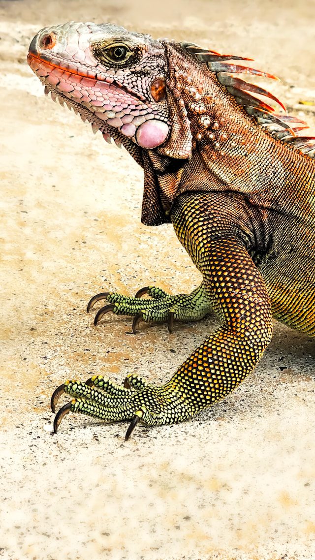iguana-picture-by-angel-ceballos Iguana